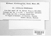 Lycogala epidendrum image
